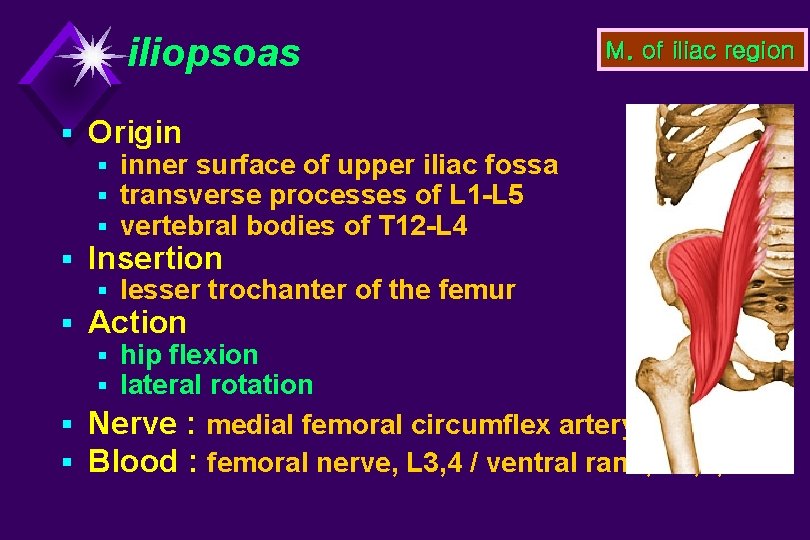 iliopsoas M. of iliac region § Origin § inner surface of upper iliac fossa