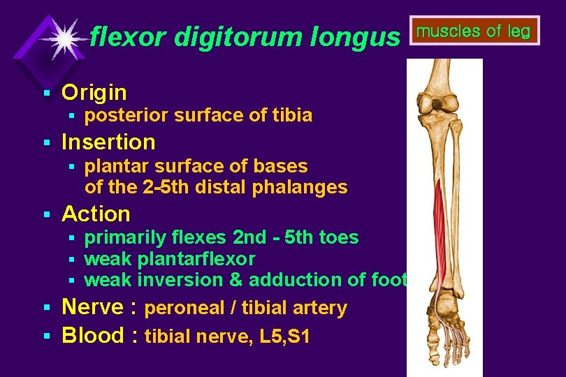 flexor digitorum longus § Origin § posterior surface of tibia § Insertion § plantar