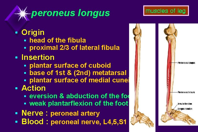 peroneus longus § Origin § head of the fibula § proximal 2/3 of lateral