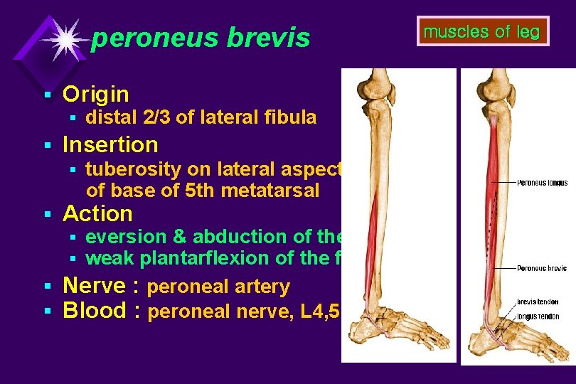 peroneus brevis § Origin § distal 2/3 of lateral fibula § Insertion § tuberosity