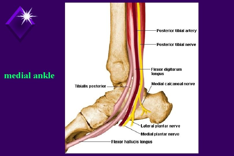 medial ankle 