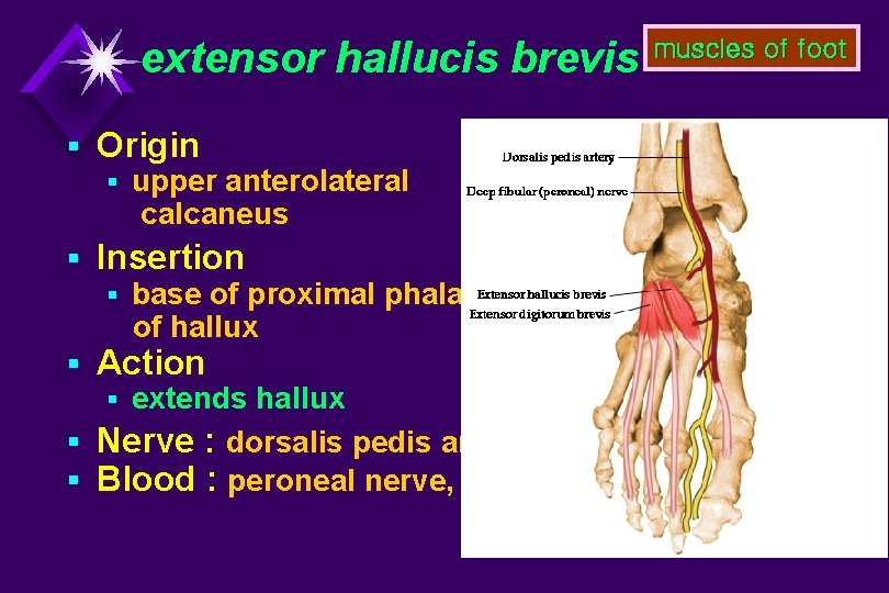 extensor hallucis brevis § Origin § upper anterolateral calcaneus § Insertion § base of