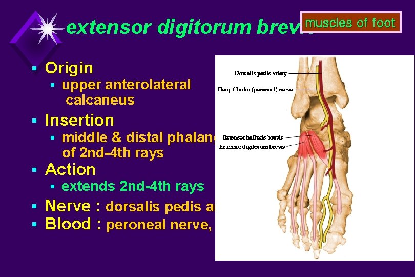 muscles of foot extensor digitorum brevis § Origin § upper anterolateral calcaneus § Insertion