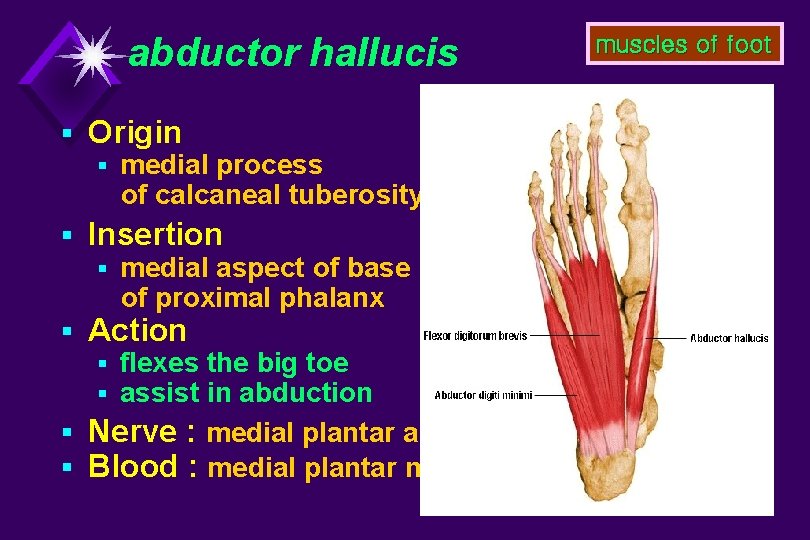 abductor hallucis § Origin § medial process of calcaneal tuberosity § Insertion § medial