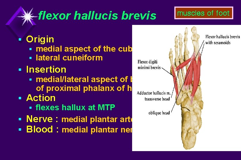 flexor hallucis brevis § Origin § medial aspect of the cuboid § lateral cuneiform