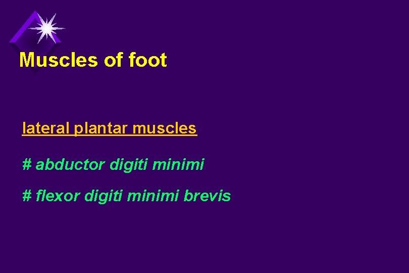 Muscles of foot lateral plantar muscles # abductor digiti minimi # flexor digiti minimi
