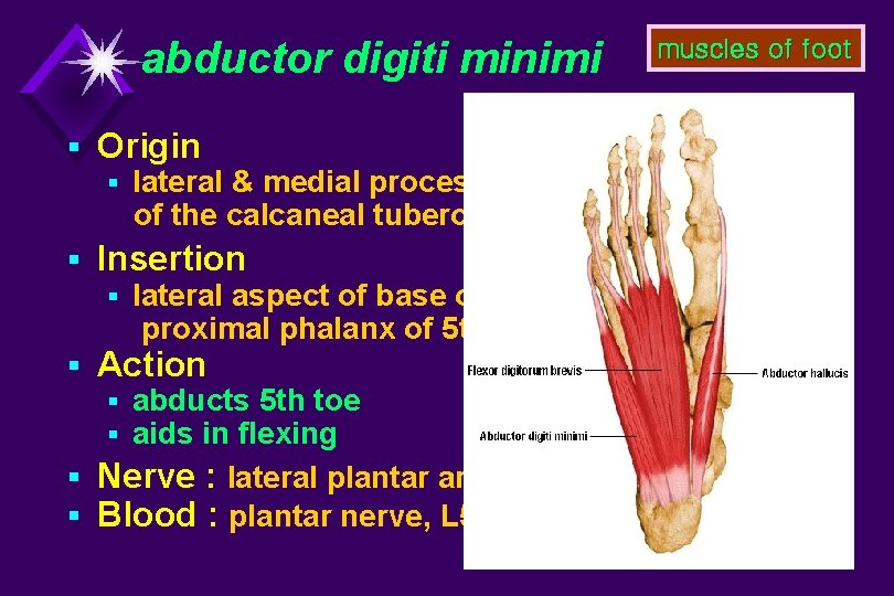 abductor digiti minimi § Origin § lateral & medial processes of the calcaneal tuberosity