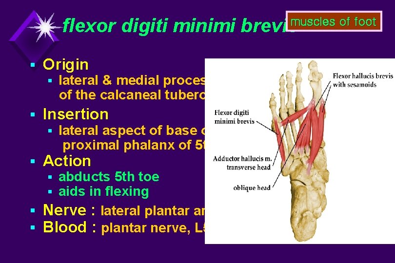 flexor digiti minimi brevismuscles of foot § Origin § lateral & medial processes of