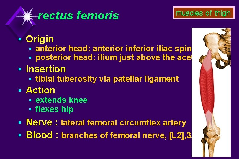 rectus femoris muscles of thigh § Origin § anterior head: anterior inferior iliac spine