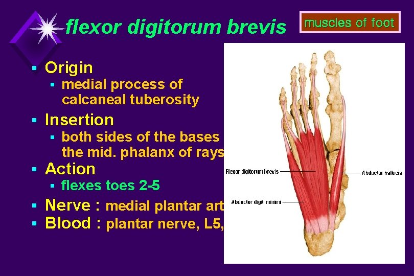 flexor digitorum brevis § Origin § medial process of calcaneal tuberosity § Insertion §