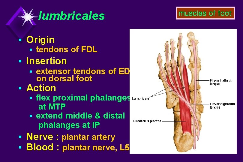 lumbricales § Origin § tendons of FDL § Insertion § extensor tendons of EDL