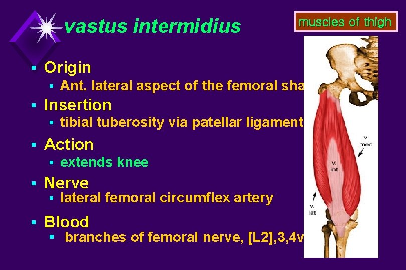 vastus intermidius muscles of thigh § Origin § Ant. lateral aspect of the femoral