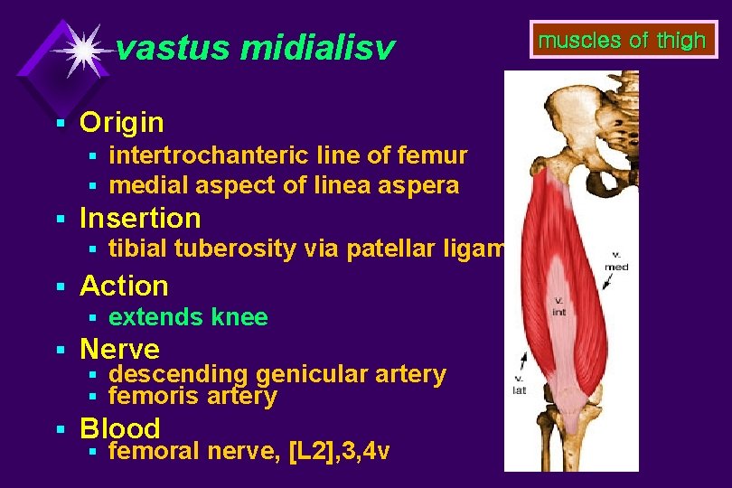 vastus midialisv muscles of thigh § Origin § intertrochanteric line of femur § medial