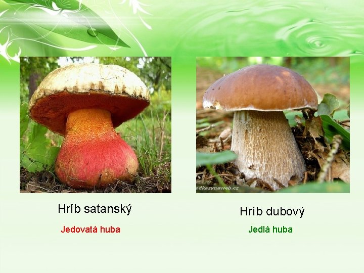 Hríb satanský Jedovatá huba Hríb dubový Jedlá huba Hríb satanský Jedovatá huba Hríb dubový Jedlá huba