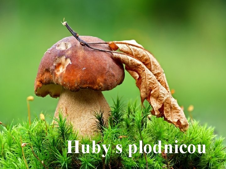 Huby s plodnicou 