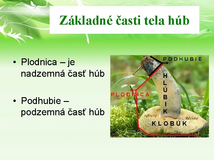 Základné časti tela húb • Plodnica – je nadzemná časť húb • Podhubie –