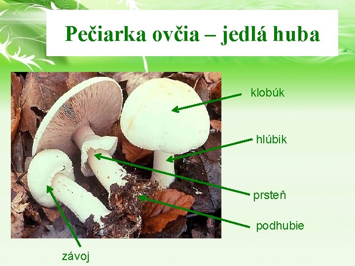 Pečiarka ovčia – jedlá huba klobúk hlúbik prsteň podhubie závoj Pečiarka ovčia – jedlá huba klobúk hlúbik prsteň podhubie závoj