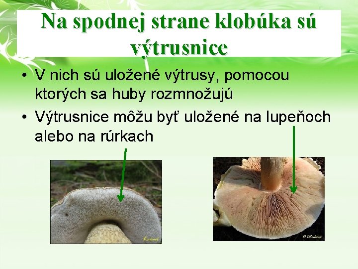 Na spodnej strane klobúka sú výtrusnice • V nich sú uložené výtrusy, pomocou ktorých