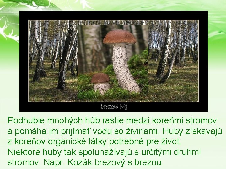 Podhubie mnohých húb rastie medzi koreňmi stromov a pomáha im prijímať vodu so živinami. Podhubie mnohých húb rastie medzi koreňmi stromov a pomáha im prijímať vodu so živinami.