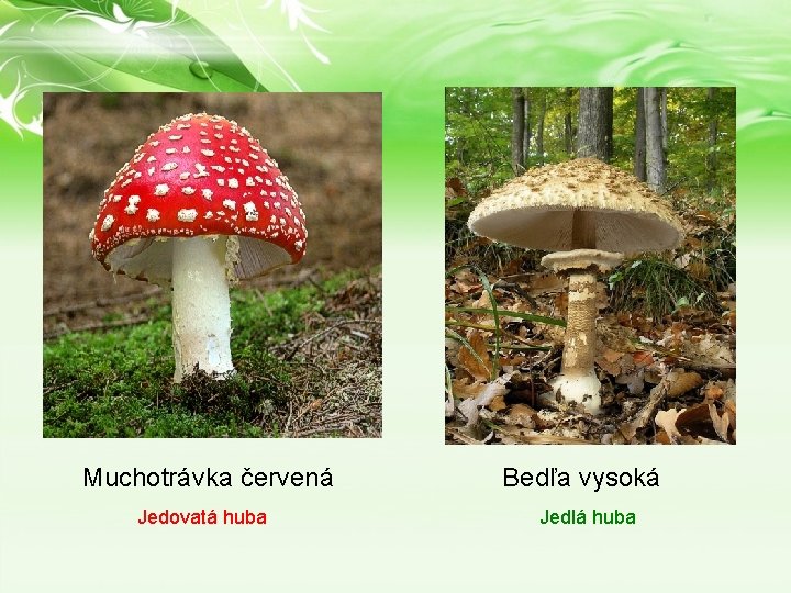 Muchotrávka červená Jedovatá huba Bedľa vysoká Jedlá huba Muchotrávka červená Jedovatá huba Bedľa vysoká Jedlá huba