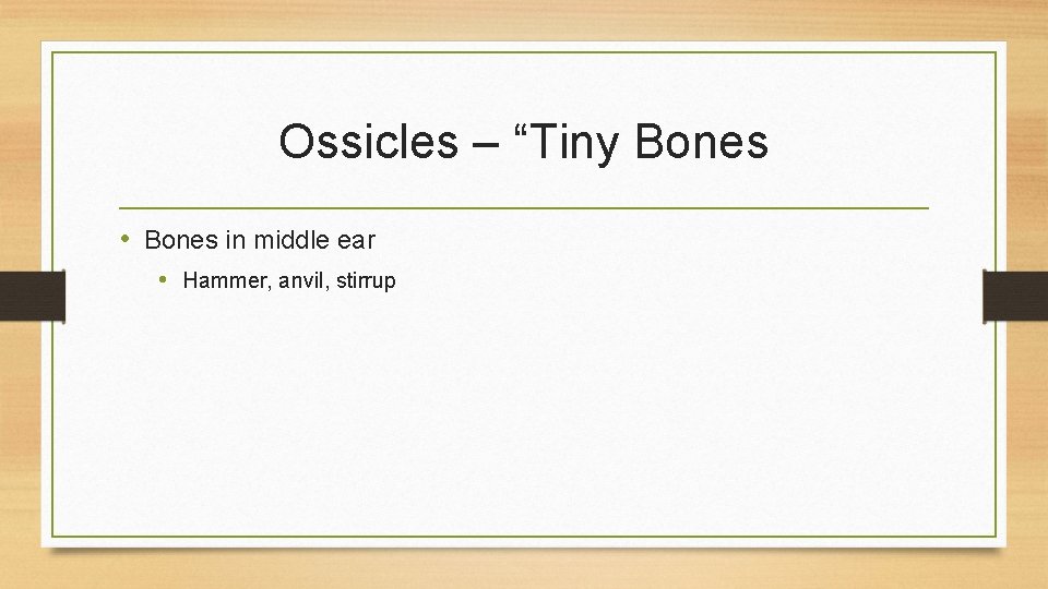 Ossicles – “Tiny Bones • Bones in middle ear • Hammer, anvil, stirrup 