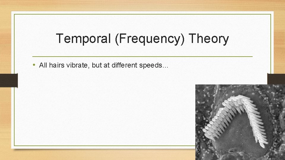 Temporal (Frequency) Theory • All hairs vibrate, but at different speeds… 