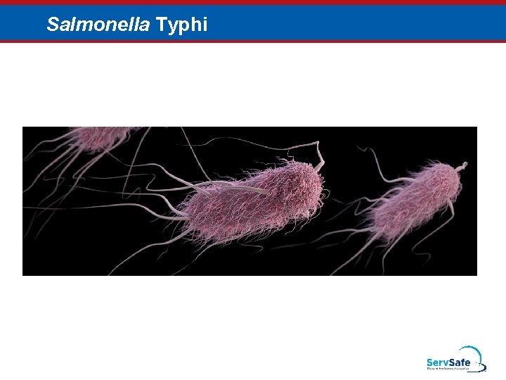 Salmonella Typhi 