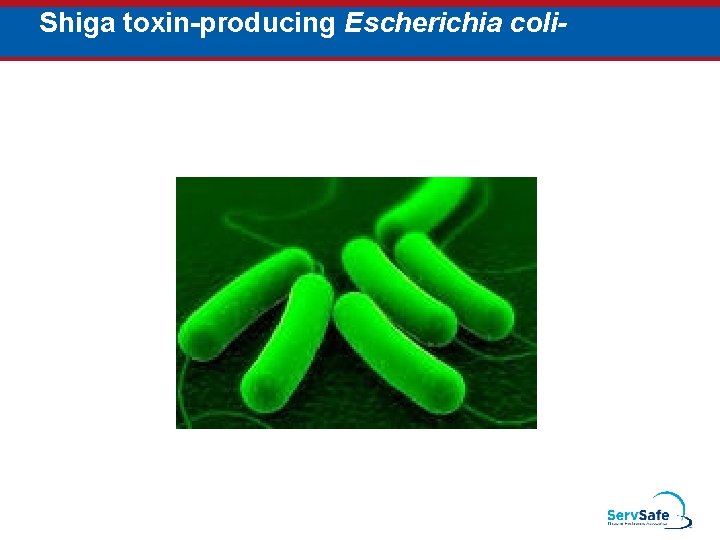 Shiga toxin-producing Escherichia coli- 
