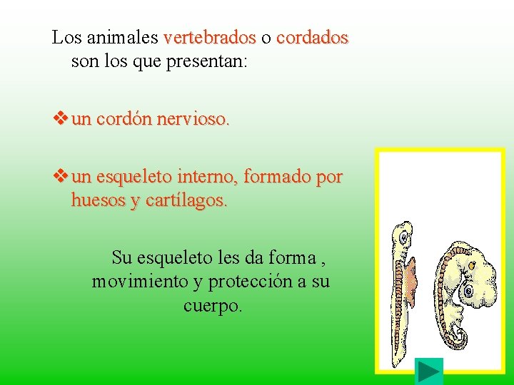 Los animales vertebrados o cordados son los que presentan: v un cordón nervioso. v