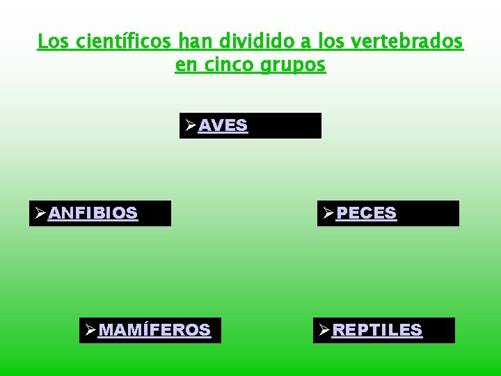 Los científicos han dividido a los vertebrados en cinco grupos ØAVES ØANFIBIOS ØMAMÍFEROS ØPECES