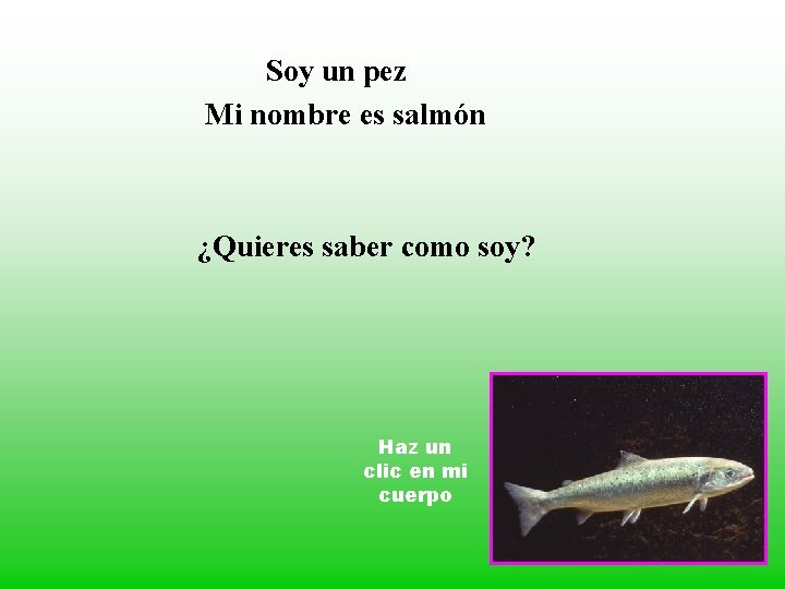 Soy un pez Mi nombre es salmón ¿Quieres saber como soy? Haz un clic