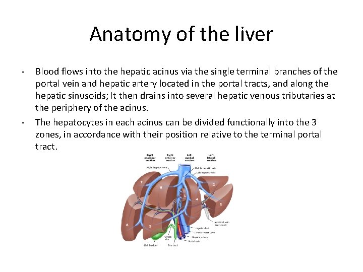 Anatomy of the liver - - Blood flows into the hepatic acinus via the
