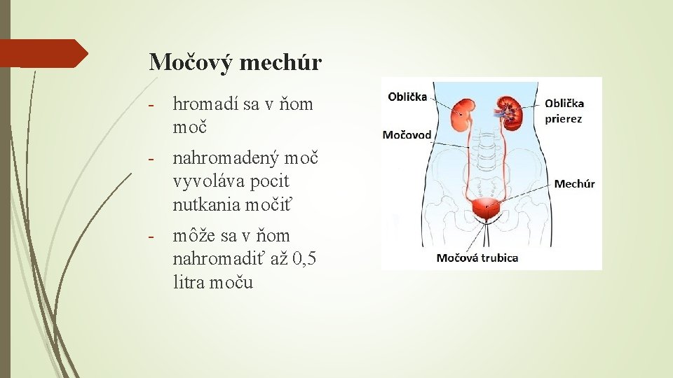 Močový mechúr - hromadí sa v ňom moč - nahromadený moč vyvoláva pocit nutkania