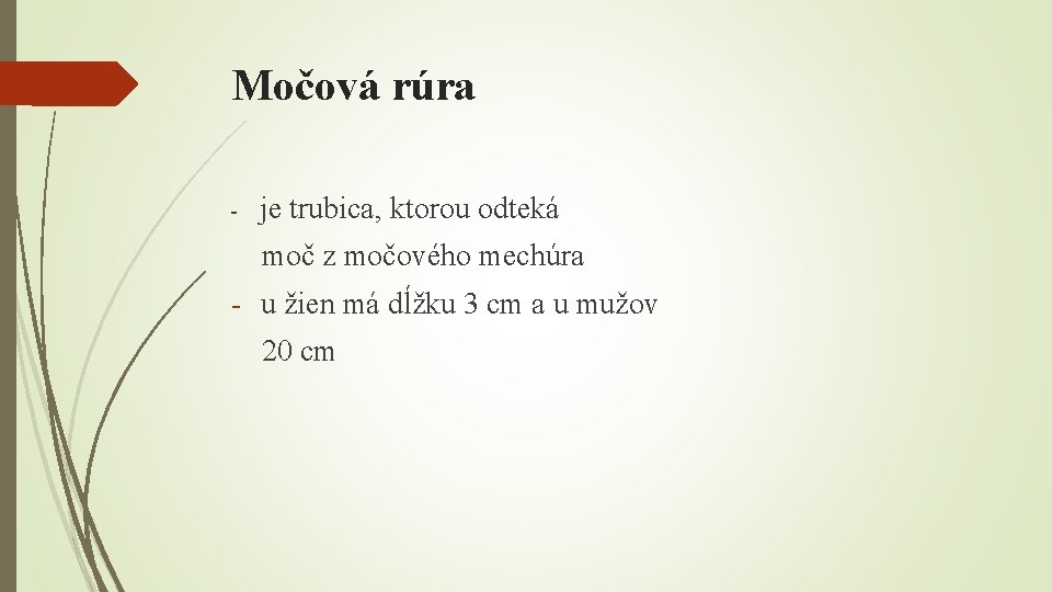 Močová rúra - je trubica, ktorou odteká moč z močového mechúra - u žien