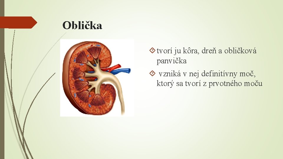 Oblička tvorí ju kôra, dreň a obličková panvička vzniká v nej definitívny moč, ktorý