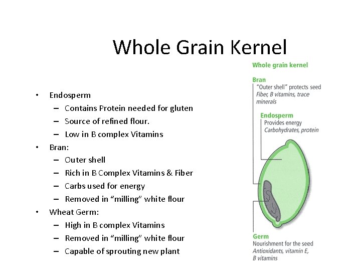 Whole Grain Kernel • • • Endosperm – Contains Protein needed for gluten –