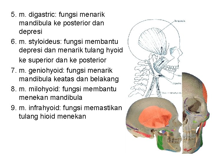 5. m. digastric: fungsi menarik mandibula ke posterior dan depresi 6. m. styloideus: fungsi