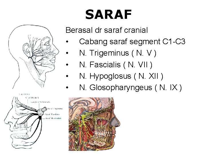 SARAF Berasal dr saraf cranial • Cabang saraf segment C 1 -C 3 •