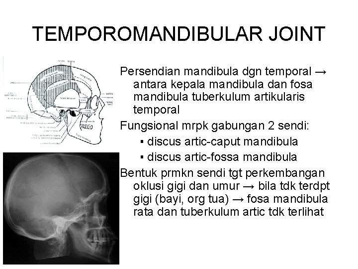 TEMPOROMANDIBULAR JOINT Persendian mandibula dgn temporal → antara kepala mandibula dan fosa mandibula tuberkulum