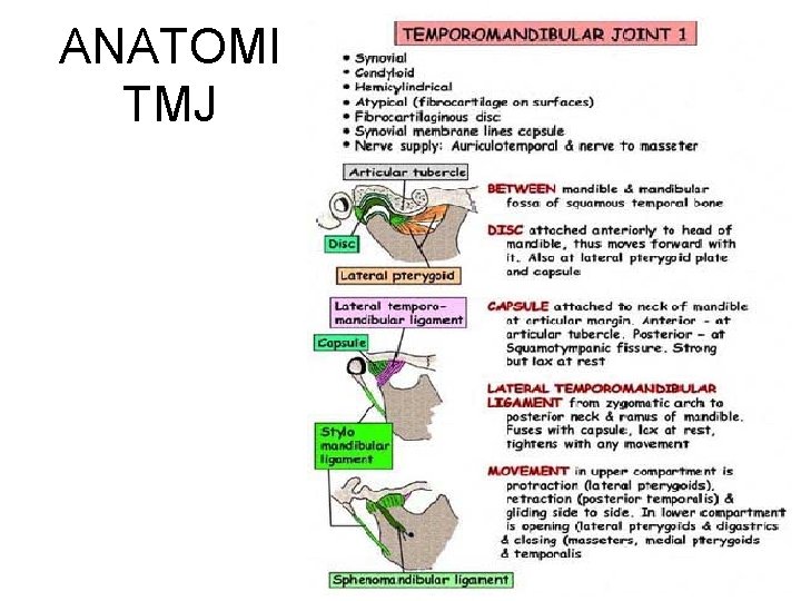 ANATOMI TMJ 