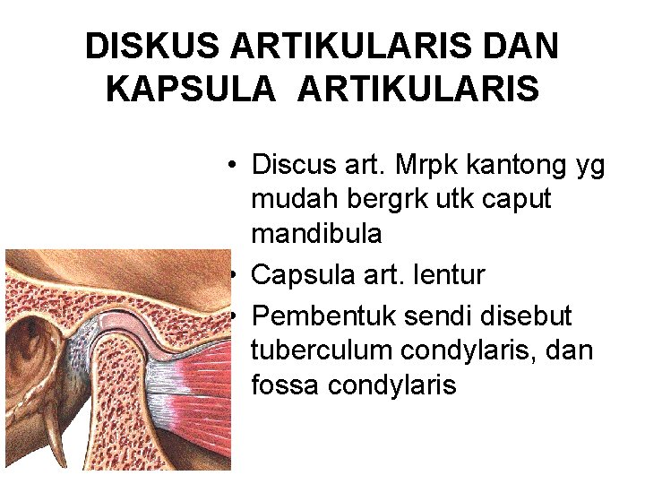 DISKUS ARTIKULARIS DAN KAPSULA ARTIKULARIS • Discus art. Mrpk kantong yg mudah bergrk utk