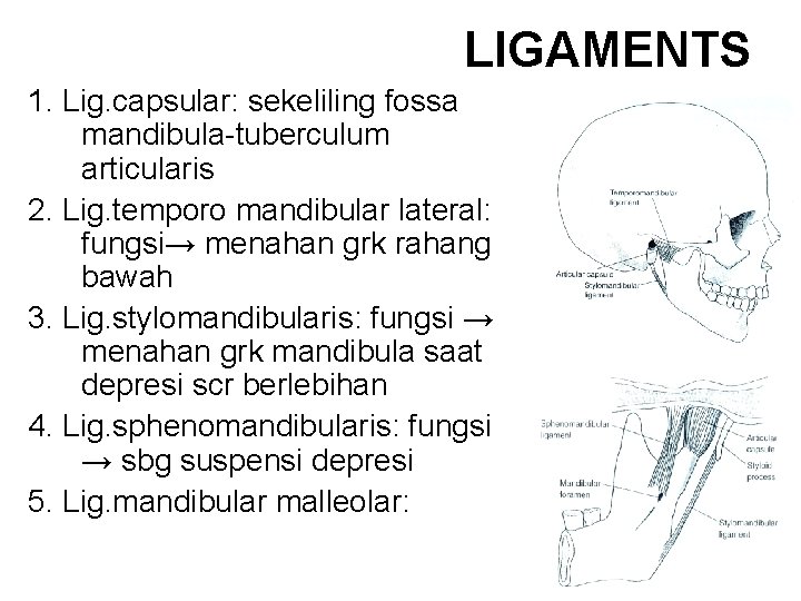 LIGAMENTS 1. Lig. capsular: sekeliling fossa mandibula-tuberculum articularis 2. Lig. temporo mandibular lateral: fungsi→