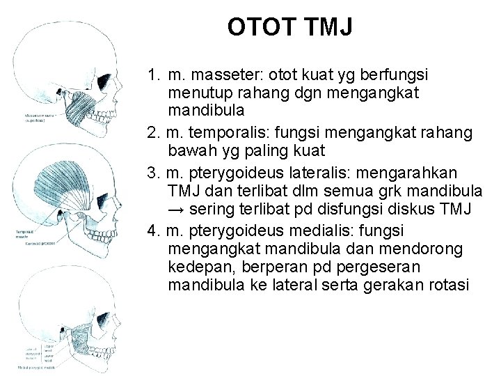OTOT TMJ 1. m. masseter: otot kuat yg berfungsi menutup rahang dgn mengangkat mandibula