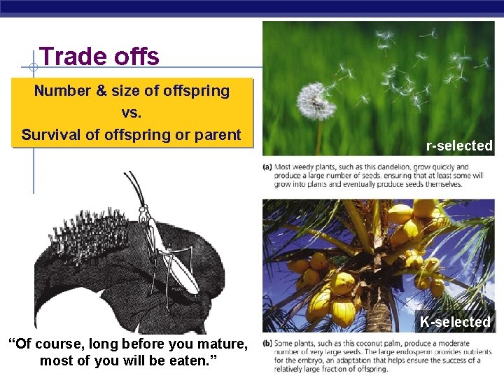 Trade offs Number & size of offspring vs. Survival of offspring or parent r-selected