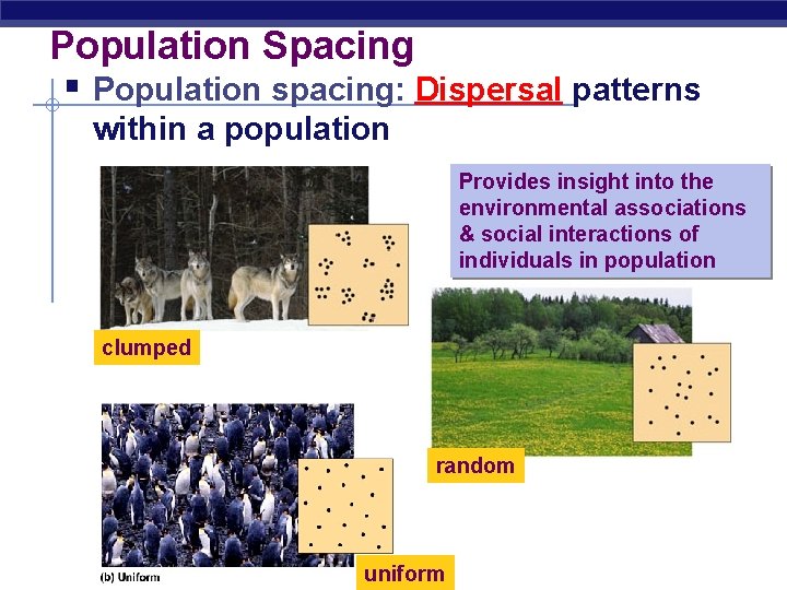 Population Spacing § Population spacing: Dispersal patterns within a population Provides insight into the