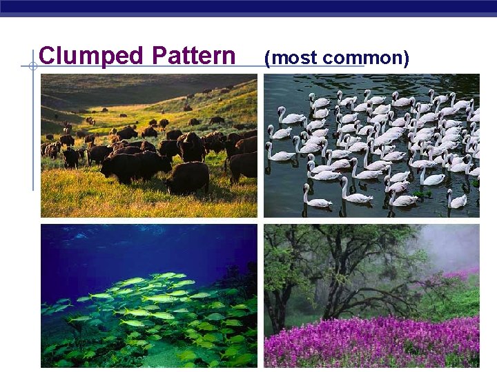 Clumped Pattern AP Biology (most common) 