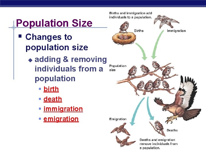 Population Size § Changes to population size u adding & removing individuals from a