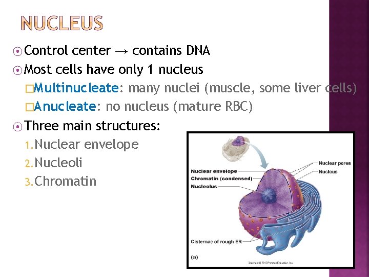 ⦿ Control center → contains DNA ⦿ Most cells have only 1 nucleus �Multinucleate: