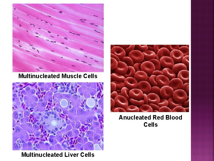 Multinucleated Muscle Cells Anucleated Red Blood Cells Multinucleated Liver Cells 
