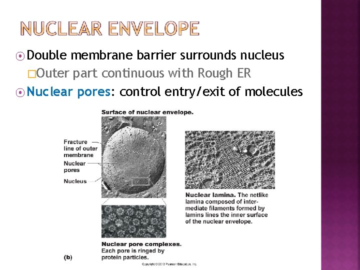 ⦿ Double membrane barrier surrounds nucleus �Outer part continuous with Rough ER ⦿ Nuclear